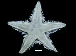 Astropecten regalis