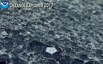 Une Astrophiura sp. observée dans les abysses par l'expédition Okeanos Explorer.