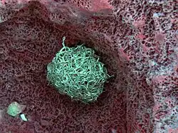 Spécimen replié en boule pendant la journée.