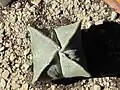 Astrophytum myriostigma v. quadricostatum