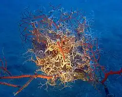 Astrospartus mediterraneus