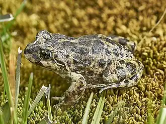 Description de l'image Atelognathus nitoi.jpg.