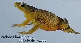 Description de l'image Atelopus bomolochos.jpg.