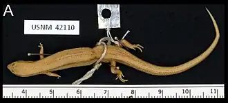 Description de l'image Ateuchosaurus pellopleurus dorsal.jpg.