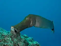 Aulostomus strigosus