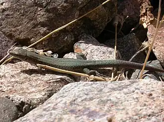 Description de l'image Atlantolacerta andreanskyi.jpg.