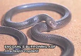 Description de l'image Atractaspis engdahli.png.
