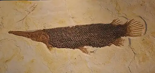 Lepisosteus simplex.