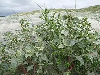 Description de l'image Atriplex laciniata 47810777.jpg.