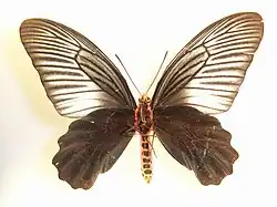 Atrophaneura varuna, vue ventrale