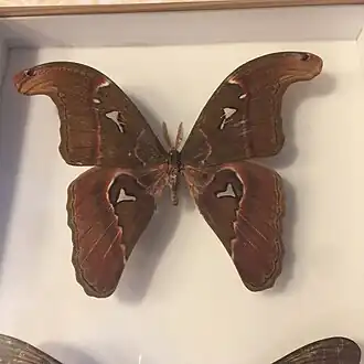 Un Attacus caesar naturalisé.