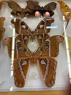 Une femelle Attacus caesar (en bas) et un mâle Attacus dohertyi (en) (en haut).