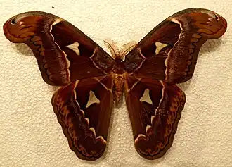 Un Attacus dohertyi&nbsp;(en) mâle.