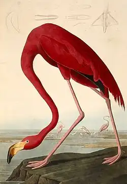 Flamant rosePhoenicopterus ruber.