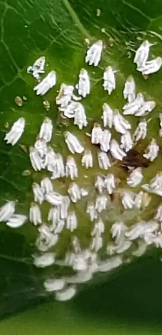 Description de l'image Aulacaspis tubercularis2.jpg.