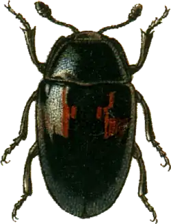 Aulacochilus decoratus