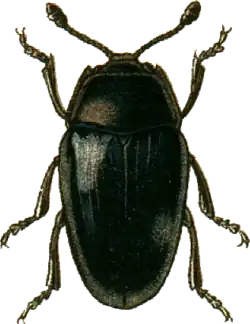 Aulacochilus sibiricus