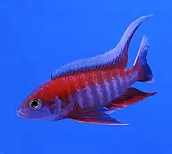 commercialement : "A. jacobfreibergi eureka red" mâle de sélection et de laboratoire rouge sang