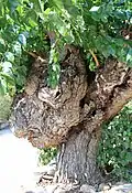 Tête d'animal sur le tronc d'un mûrier à Aurons (Bouches-du-Rhône). Comme un paresseux suspendu par les bras de part et d'autre de sa tête.