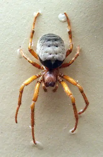 Description de l'image AustralianMuseum spider specimen 64.JPG.