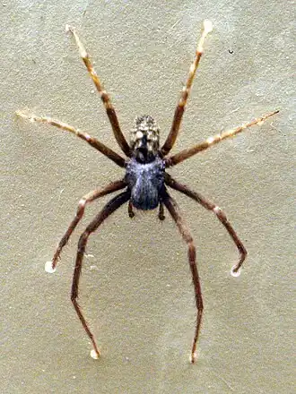 Description de l'image AustralianMuseum spider specimen 66.JPG.