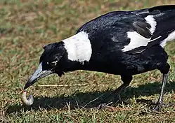 Un cassican posé dans l'herbe, la tête penchée vers le sol, tenant une grosse larve blanchâtre dans son bec.