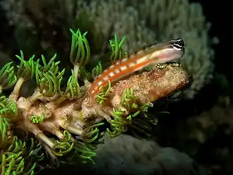 Ecsenius axelrodi, un Blenniidae.