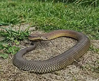 Description de l'image Austrelaps ramsayi 270010208 (cropped).jpg.