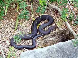 Description de l'image Austrelaps superbus - Reptile Park.jpg.