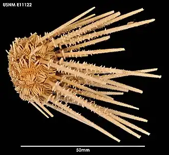 Austrocidaris spinulosa