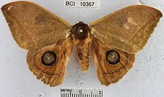 Description de l'image Automeris duchartrei.jpg.