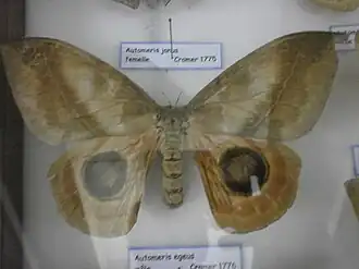 Description de l'image Automeris janus.JPG.
