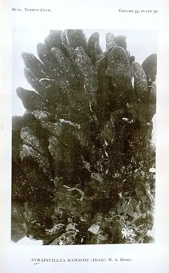 Description de l'image Avrainvillea rawsonii in Howe 1907.jpg.