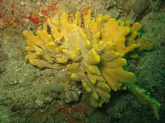 Description de l'image Axinella dissimilis.JPG.