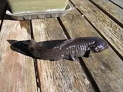 Axolotl d'un élevage amateur.