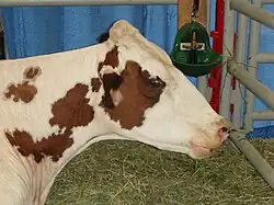 photo d'une tête de vache pie rouge de profil, dans un box paillé