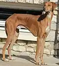 Un Azawakh Fahim Kel Az'Amour âgé de 13 mois.