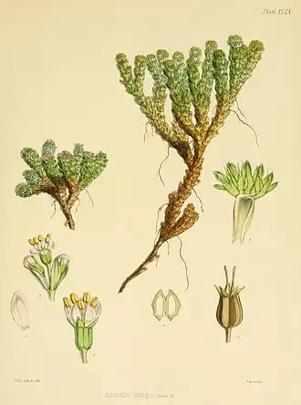 Azorella selago.
