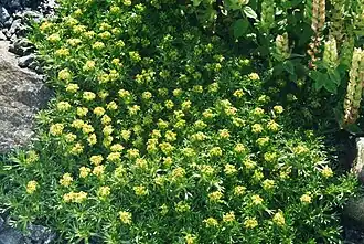 Azorella trifurcata.