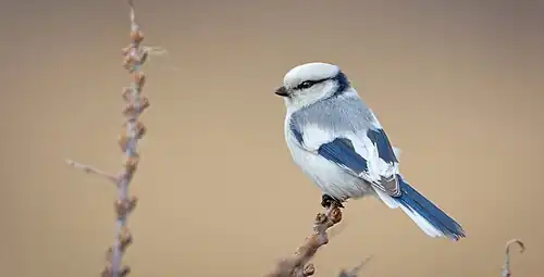 Mésange azurée (Cyanistes cyanus)