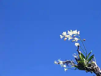 Image illustrative de l’article Forêt Dugain