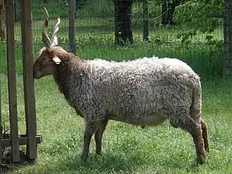 Un bélier de race Racka.