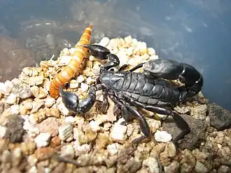 Description de cette image, également commentée ci-après