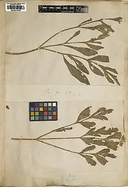 Photo d'une planche d'herbier, avec des feuilles pennatiséquées, portant l'inscription au crayon « B.H. 1843 ».