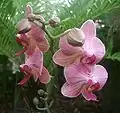 Orchidées