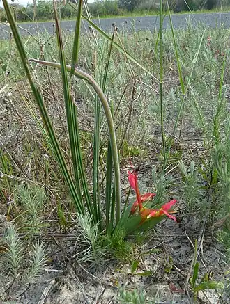 Description de cette image, également commentée ci-après
