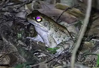 Description de l'image Babina holsti 1.jpg.