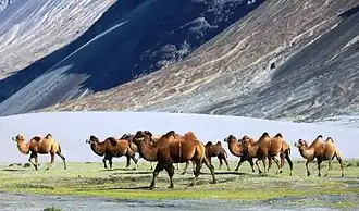 Le chameau de Bactriane, présent dans la région, fut l'élément essentiel des caravanes de la route de la soie, entre Turkestan, Inde et Tibet. Ceux-ci convoyaient via le col du Karakoram.