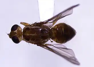 Description de l'image Bactrocera xanthodes.jpg.