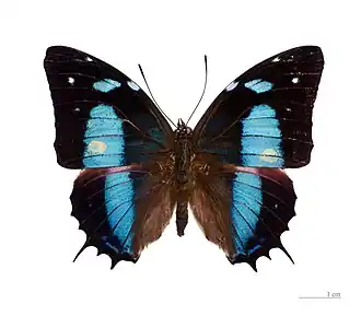 Description de cette image, également commentée ci-après